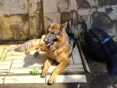 Cachorro raça Pastor Alemão idade 4 anos nome Zeus