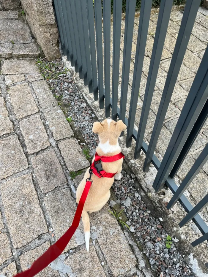 Cachorro raça SRD-ViraLata idade 2 a 6 meses nome luke
