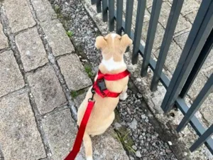 Cachorro raça SRD-ViraLata idade 2 a 6 meses nome luke