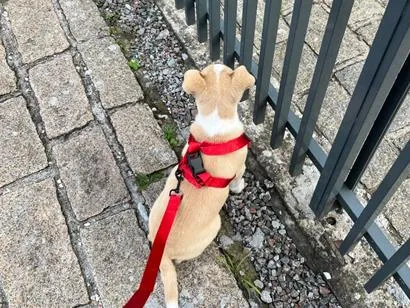 Cachorro raça SRD-ViraLata idade 2 a 6 meses nome luke