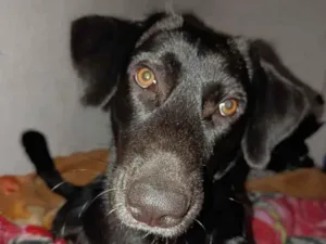 Cachorro raça SRD-ViraLata idade 7 a 11 meses nome José 