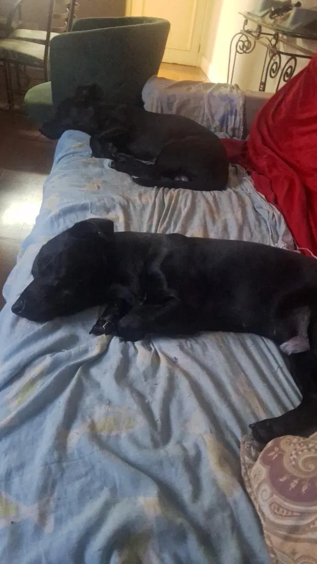 Cachorro raça SRD-ViraLata idade 1 ano nome Bart e kiko
