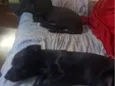 Bart e kiko