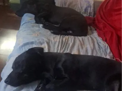 Cachorro raça SRD-ViraLata idade 1 ano nome Bart e kiko