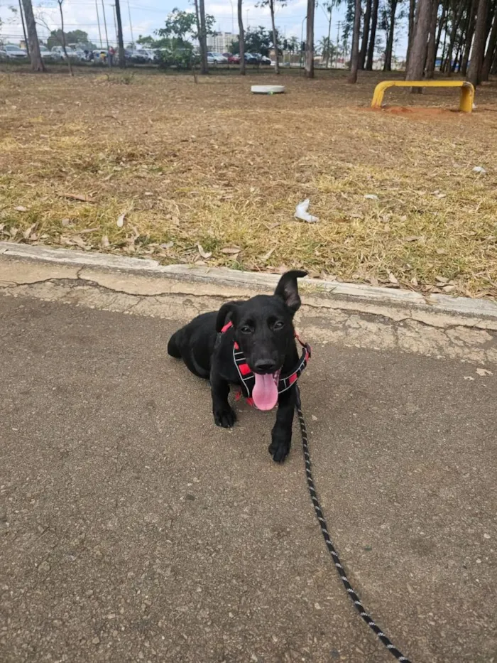 Cachorro raça SRD-ViraLata idade 2 a 6 meses nome Bob