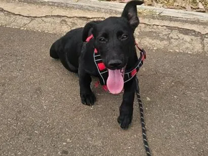 Cachorro raça SRD-ViraLata idade 2 a 6 meses nome Bob