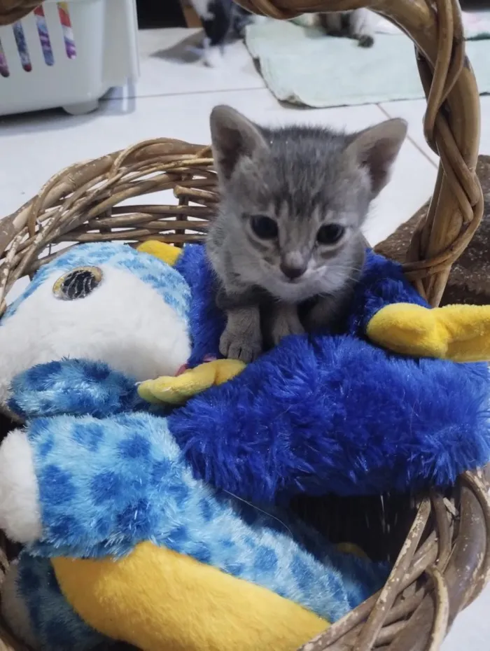 Gato raça SRD-ViraLata idade Abaixo de 2 meses nome Filhote Macho