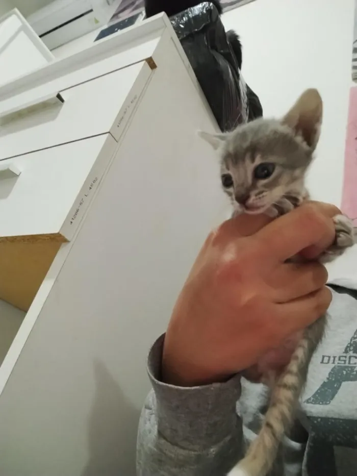 Gato raça SRD-ViraLata idade Abaixo de 2 meses nome Filhote Macho