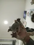 Filhote Macho