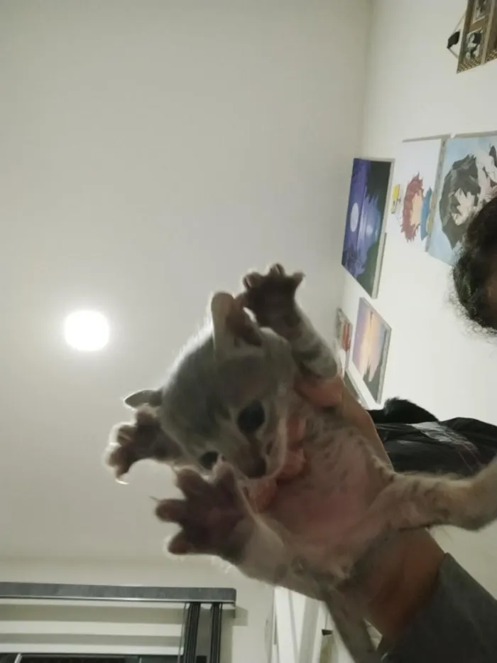 Gato raça SRD-ViraLata idade Abaixo de 2 meses nome Filhote Macho