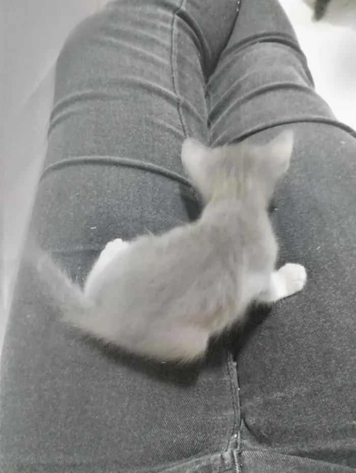 Gato raça SRD-ViraLata idade Abaixo de 2 meses nome Filhote Macho