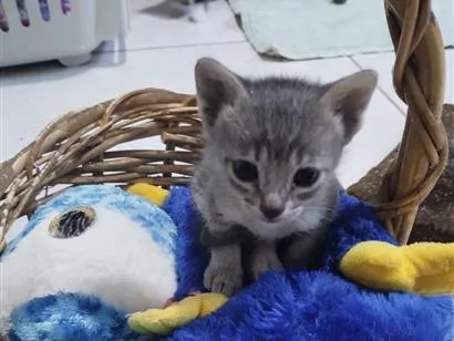 Gato raça SRD-ViraLata idade 2 a 6 meses nome Filhote Macho