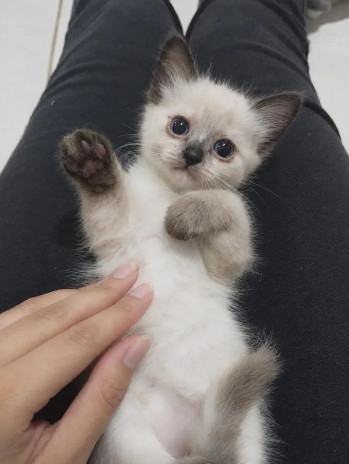 Gato raça SRD-ViraLata idade Abaixo de 2 meses nome Filhote fêmea 