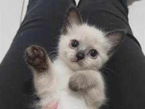 Gato raça SRD-ViraLata idade Abaixo de 2 meses nome Filhote fêmea 