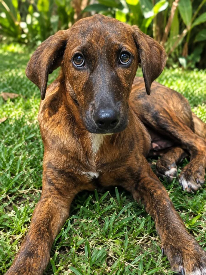 Cachorro raça SRD-ViraLata idade 2 a 6 meses nome Zara