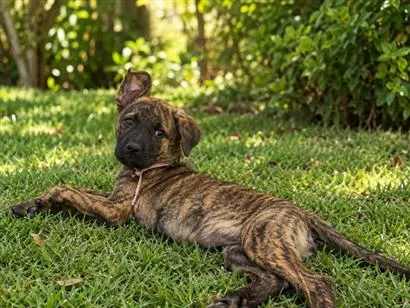 Cachorro raça SRD-ViraLata idade 2 a 6 meses nome Zara