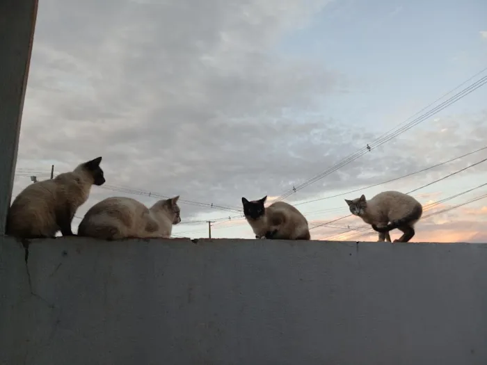 Gato raça Siamês idade 1 ano nome mile minguau nhonho