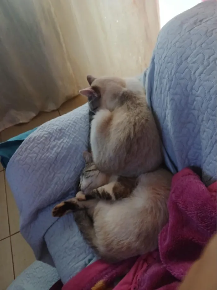 Gato raça Siamês idade 1 ano nome mile minguau nhonho