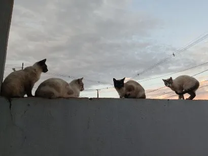 Gato raça Siamês idade 1 ano nome mile minguau nhonho