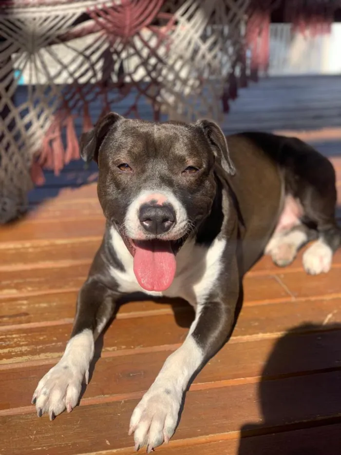 Cachorro raça SRD-ViraLata idade 5 anos nome Luck