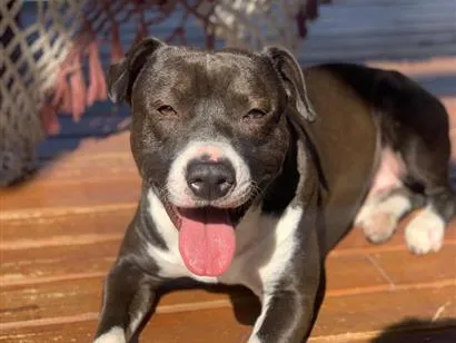 Cachorro raça SRD-ViraLata idade 5 anos nome Luck
