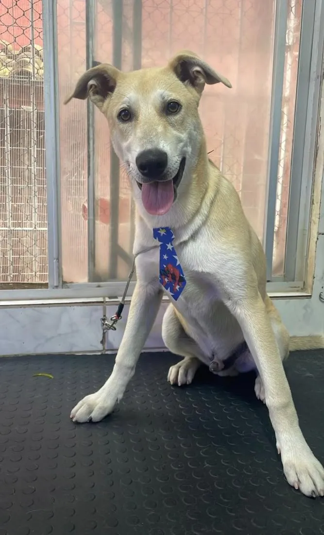 Cachorro raça SRD-ViraLata idade 1 ano nome Flaco 