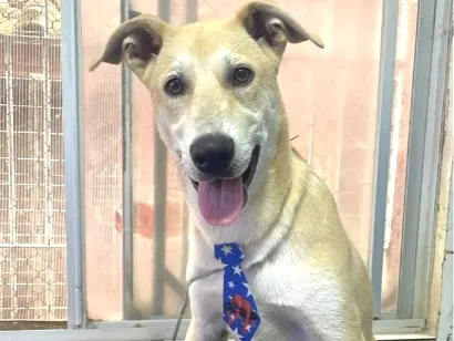 Cachorro raça SRD-ViraLata idade 1 ano nome Flaco 