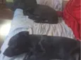 Bart e kiko