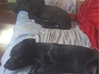 Cachorro raça SRD-ViraLata idade 1 ano nome Bart e kiko