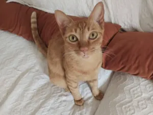 Gato raça SRD-ViraLata idade 2 anos nome Sylvie