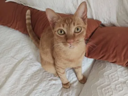 Gato raça SRD-ViraLata idade 2 anos nome Sylvie