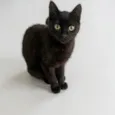 Nandinho
