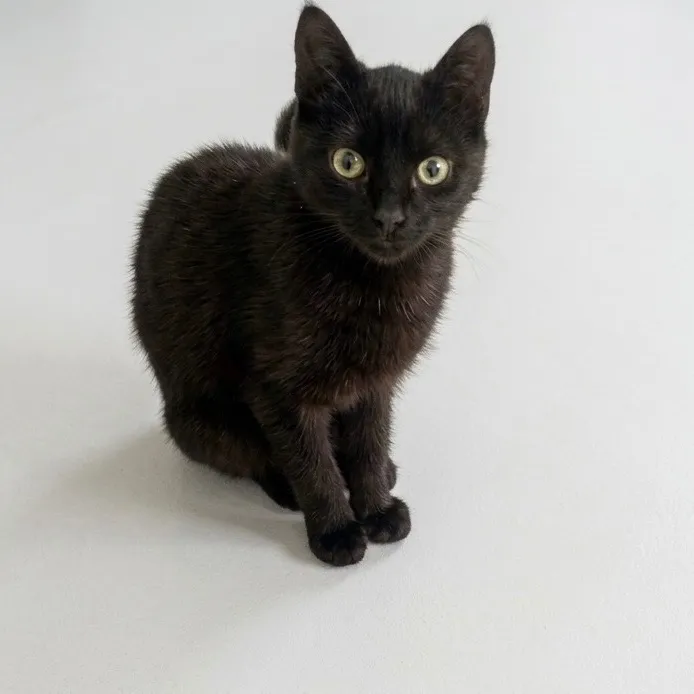 Gato raça SRD-ViraLata idade 7 a 11 meses nome Nandinho