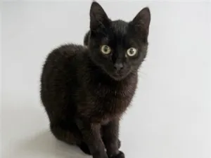 Gato raça SRD-ViraLata idade 7 a 11 meses nome Nandinho