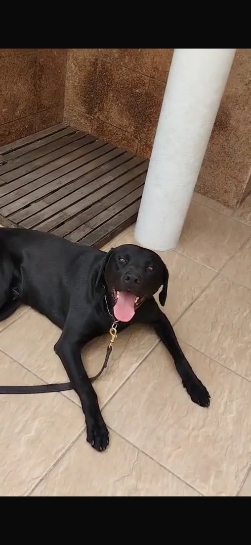 Cachorro raça Labrador idade 1 ano nome Kurô