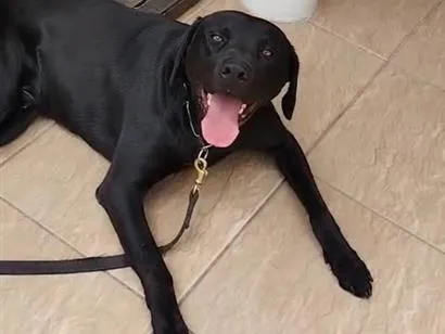 Cachorro raça Labrador idade 1 ano nome Kurô