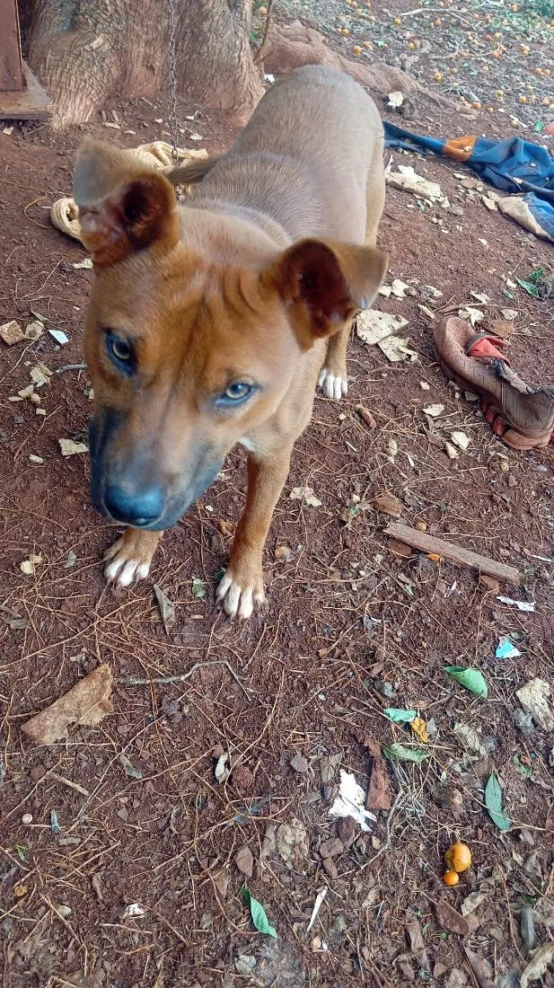 Cachorro raça SRD-ViraLata idade 7 a 11 meses nome Lessi