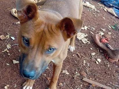 Cachorro raça SRD-ViraLata idade 7 a 11 meses nome Lessi
