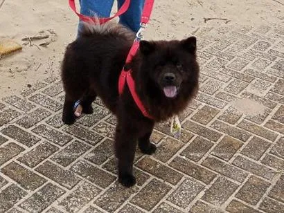 Cachorro raça SRD-ViraLata idade 5 anos nome tuti