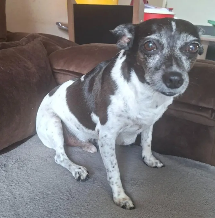 Cachorro raça SRD-ViraLata idade 6 ou mais anos nome maylon