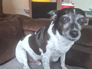 Cachorro raça SRD-ViraLata idade 6 ou mais anos nome maylon