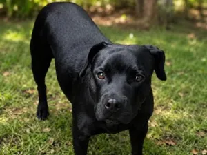 Cachorro raça SRD-ViraLata idade 6 ou mais anos nome Baronesa