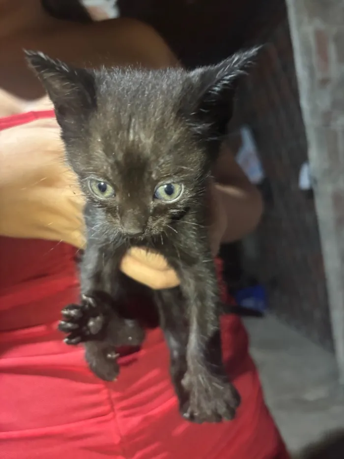 Gato raça SRD-ViraLata idade 2 a 6 meses nome não tem nome