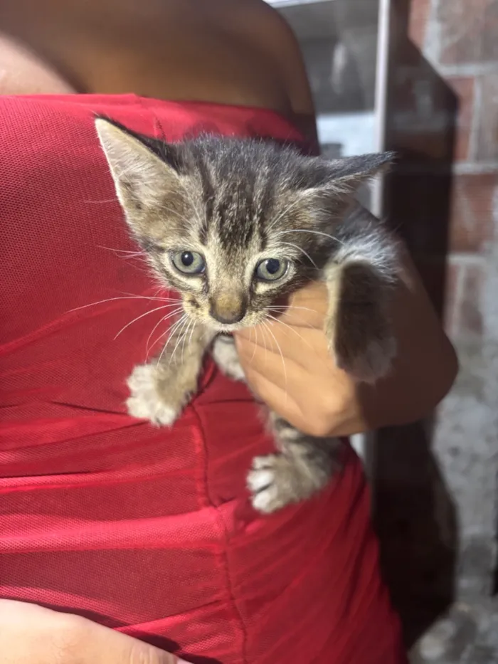 Gato raça SRD-ViraLata idade 2 a 6 meses nome não tem nome