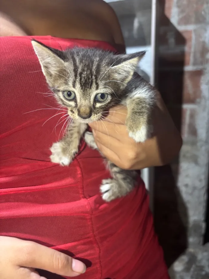 Gato raça SRD-ViraLata idade 2 a 6 meses nome não tem nome