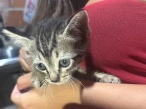 Gato raça SRD-ViraLata idade 2 a 6 meses nome não tem nome