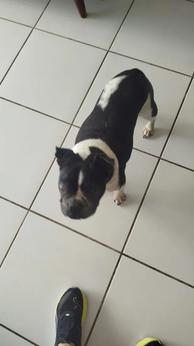 Cachorro raça SRD-ViraLata idade 6 ou mais anos nome Zeus