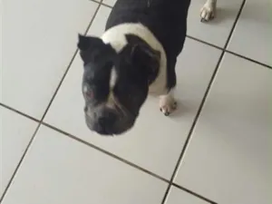 Cachorro raça SRD-ViraLata idade 6 ou mais anos nome Zeus