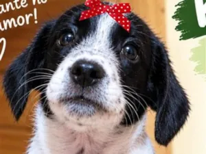 Cachorro raça SRD-ViraLata idade 2 a 6 meses nome Penelope