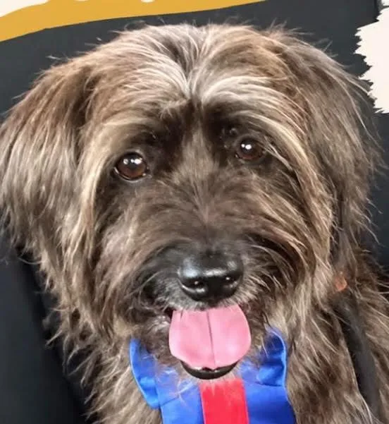 Cachorro raça Shitzu idade 2 anos nome Luke